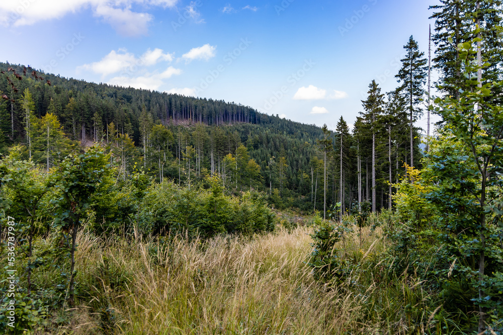 Beautiful sunny day in Golden Mountains full of trees and bushes Beautiful sunny day in Golden Mountains full of trees and bushes