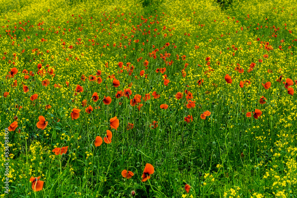 field of red poppies and grass