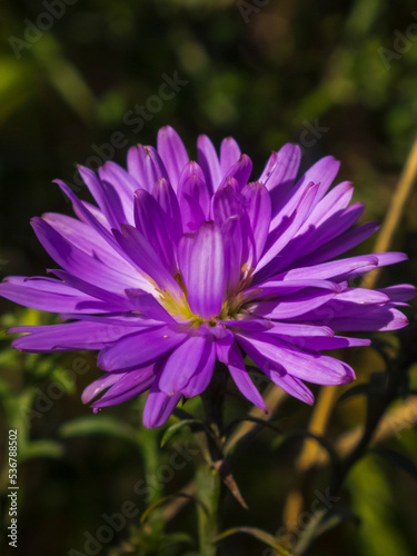 A close-up photo of a lilac aster flower