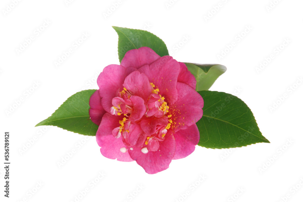 Planta linda ornamental beleza natureza Planta linda ornamental beleza natureza