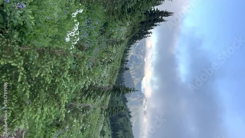 Walking in the first person in the mountains of Olympic National Park, Washington USA. vertical video. photo