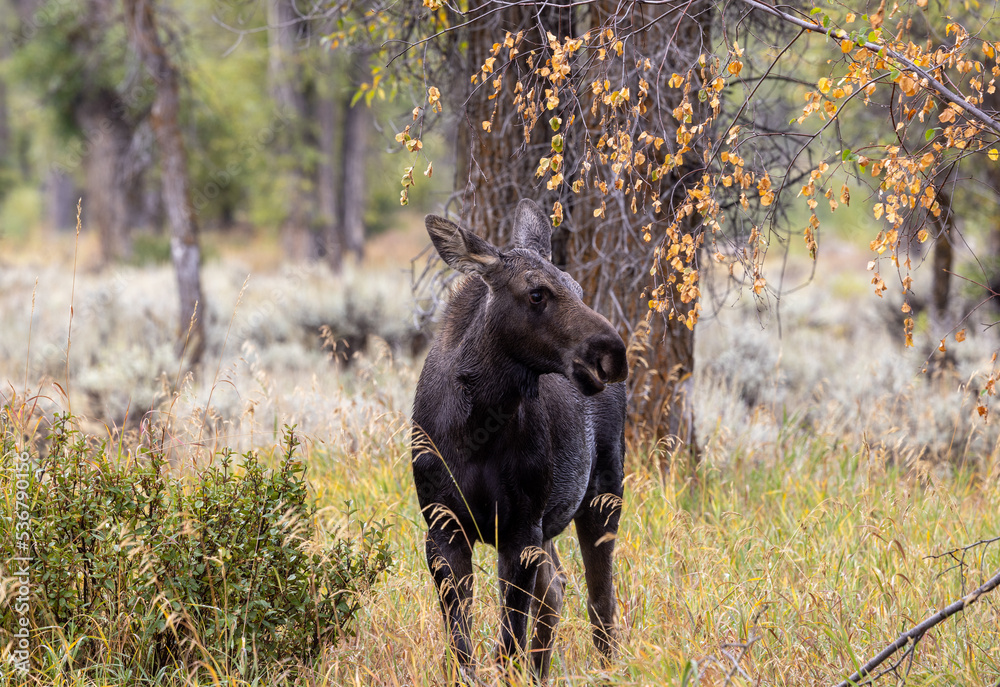 Cow Moose in Wyoming in Autumn Cow Moose in Wyoming in Autumn