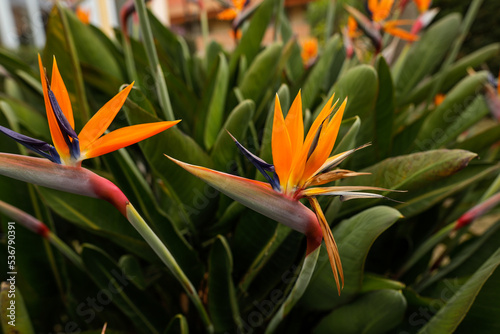 Shallow depth of field (selective focus) details with Strelitzia reginae, commonly known as the crane flower, bird of paradise, on the French riviera during a sunny spring day.