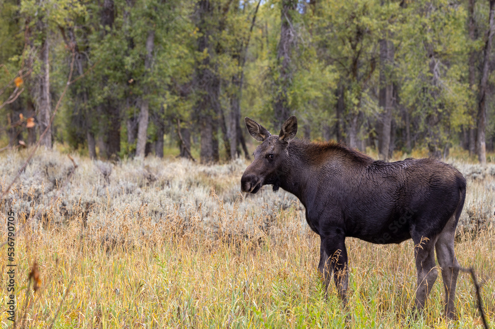 Cow Moose in Wyoming in Autumn Cow Moose in Wyoming in Autumn