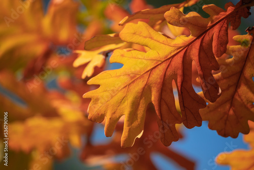 Autumn landscape.  Autumn colorful bright leaves on an oak tree