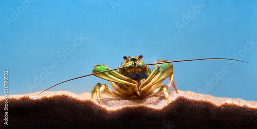 Single alive crayfish moves its claws and limbs in clear blue water background. Close up front view of crayfish. Catching crayfish for human consumption. Close-up.