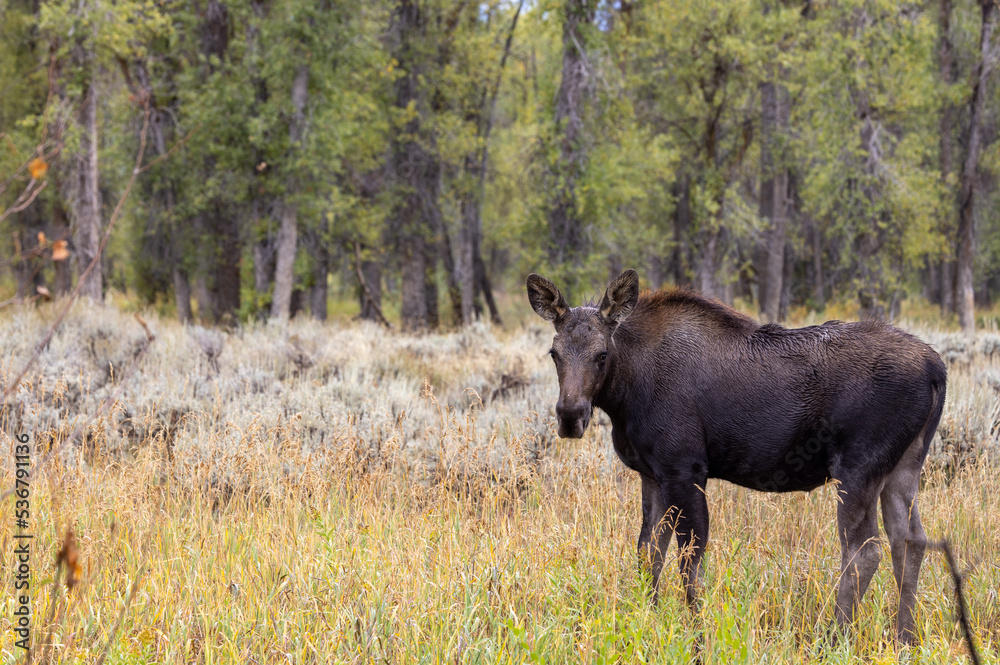 Cow Moose in Wyoming in Autumn Cow Moose in Wyoming in Autumn