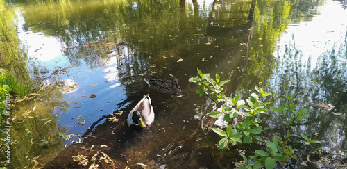 Wild drake and duck swimming in a pond
