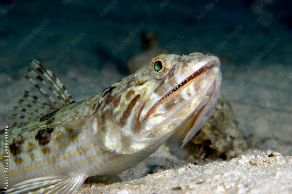 Obraz premium Lizardfish hunting