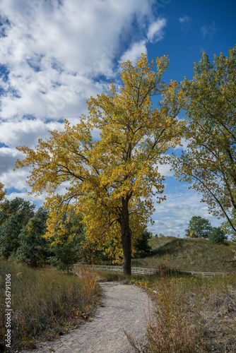 Fototapeta Naklejka Na Ścianę i Meble -  Forest in Autumn