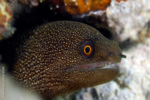 Goldentail Moray Eel in Honduras © cherylvb
