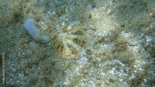 Seashell of Mediterranean limpet or rayed Mediterranean limpet (Patella caerulea) undersea, Aegean Sea, Greece, Halkidiki photo