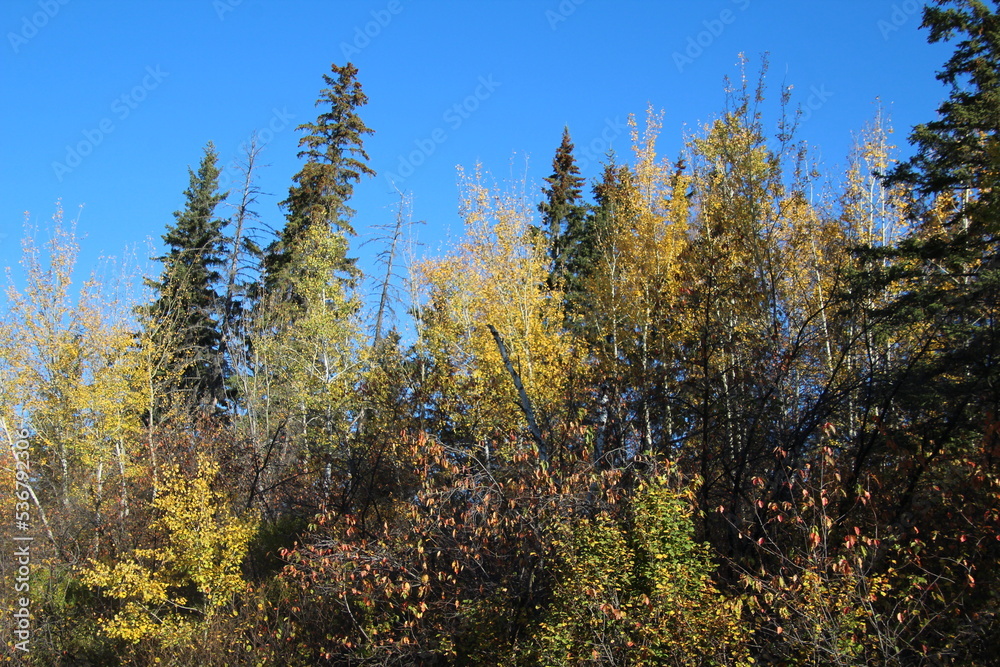 autumn forest in the morning