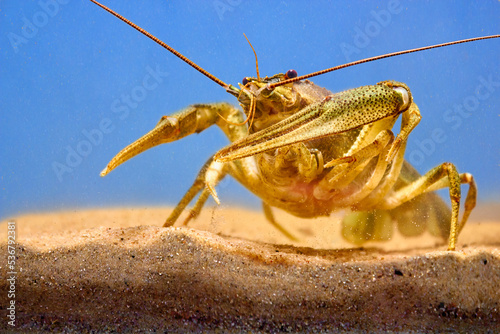 Crayfish guarding in aquarium glass fish tank oin blue water background. Single alive crayfish moves its claws and limbs in clear blue water background. Close up front view of crayfish. Catching