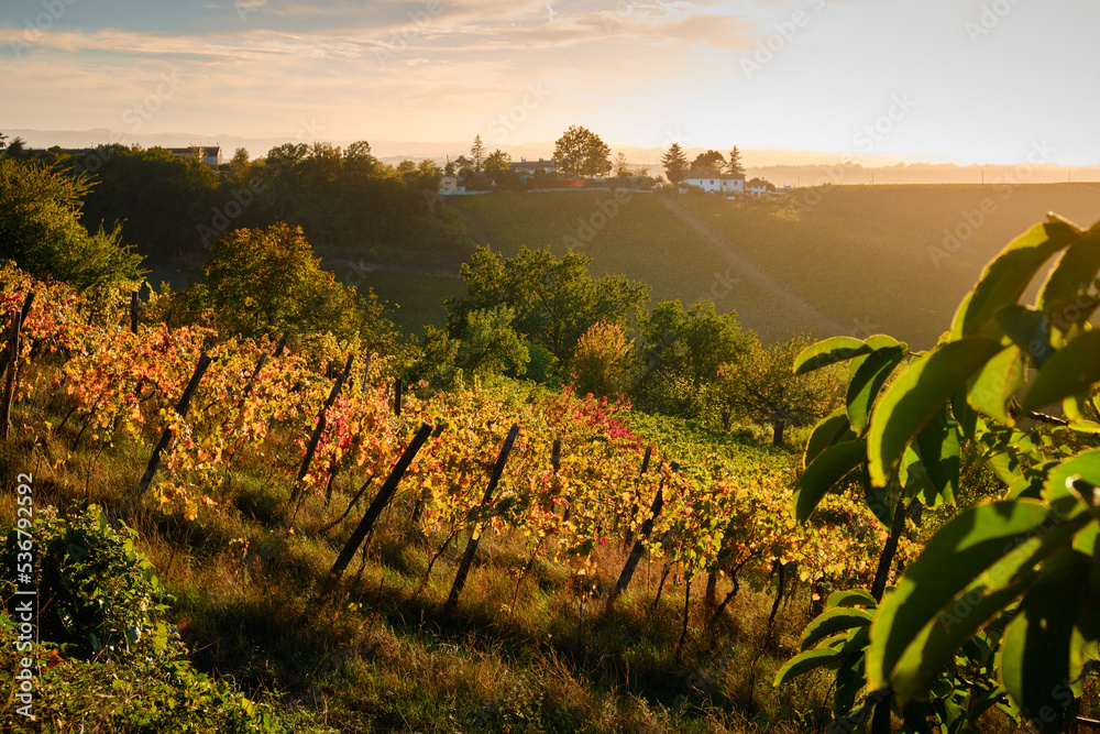 Foto scattata nelle vigne attorno a Tassarolo (AL) durante l'autunno.