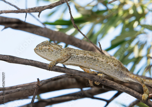 Chameleon on a tree branch in the woods