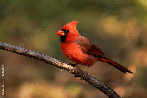 Northern cardinal (Cardinalis cardinalis) poses in great morning light in Sarasota, Florida © Hayley Rutger