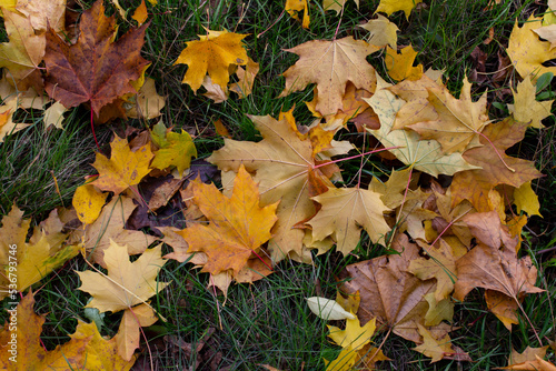 natural background with fallen autumn maple leaves, selective focus