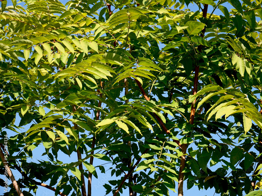 Obraz premium Branches with green leaves of Ailanthus altissima or even tree of paradise. 