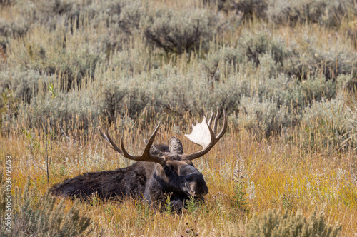 Bull Moose in Wyoming in Autumn © natureguy