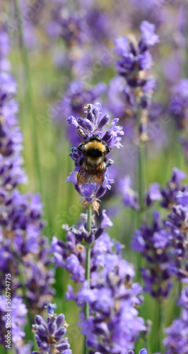 purple flowers of fragrant lavender and a large bumblebee that sucks nectar to pollinate photo