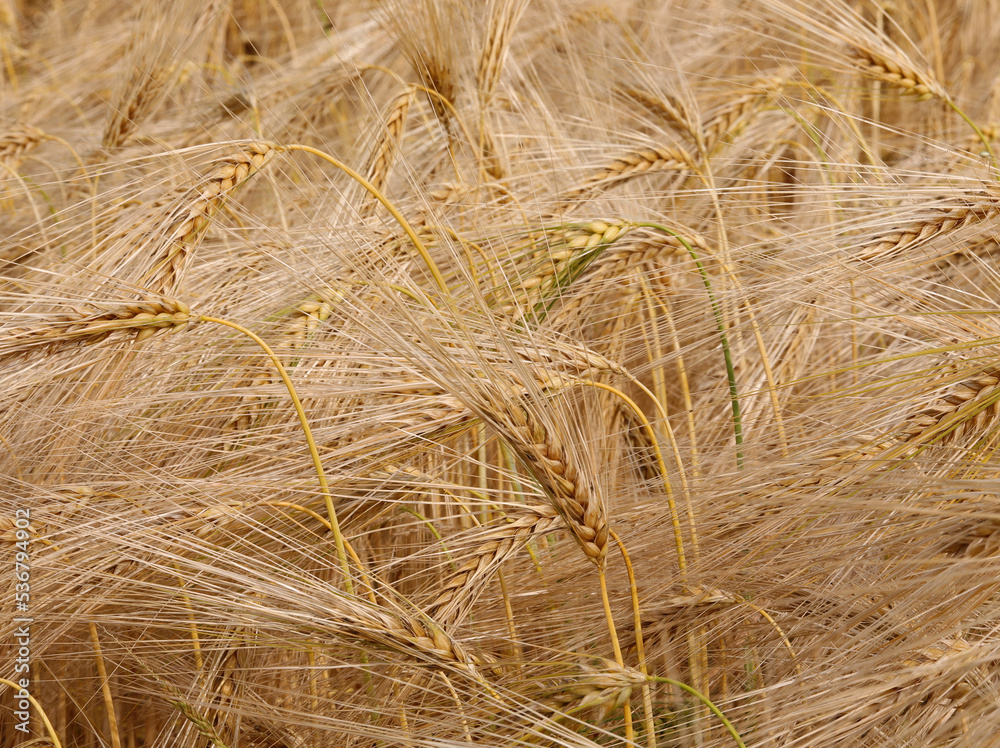 wheat field with ripe ears ready for harvest in summer wheat field with ripe ears ready for harvest in summer