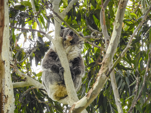 Fototapeta Naklejka Na Ścianę i Meble -  Koala Sleeping