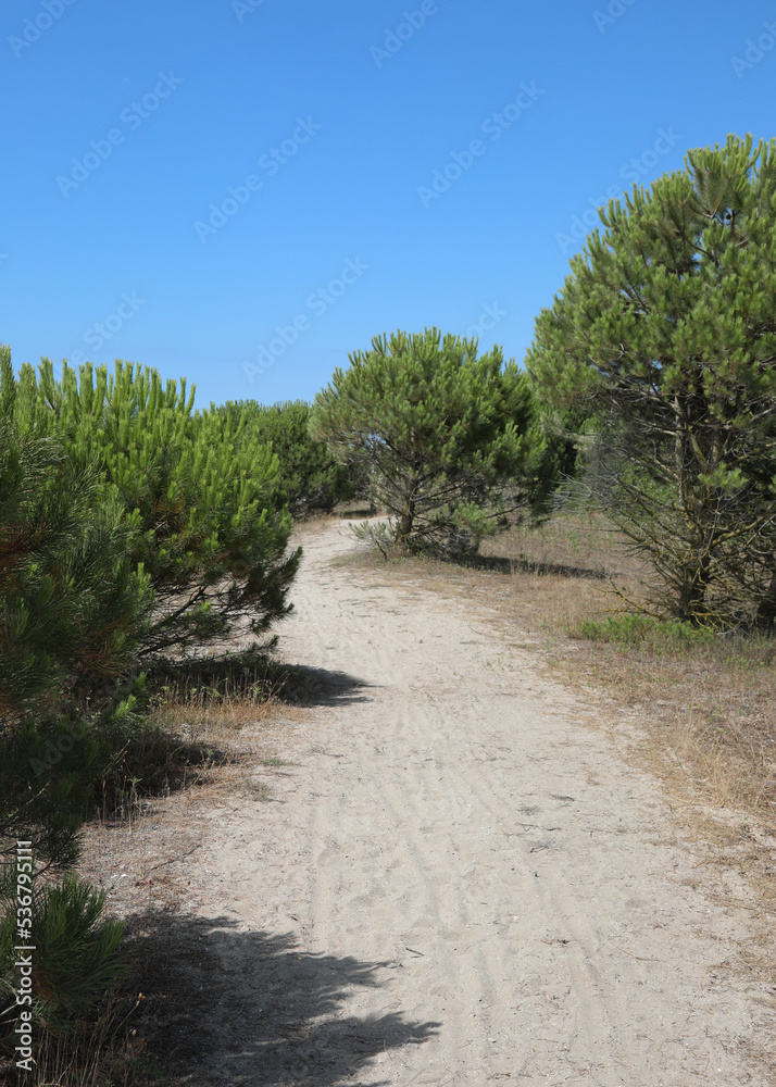 Fototapeta premium path with sand in the middle of the maritime pines in a Mediterranean area in the summer