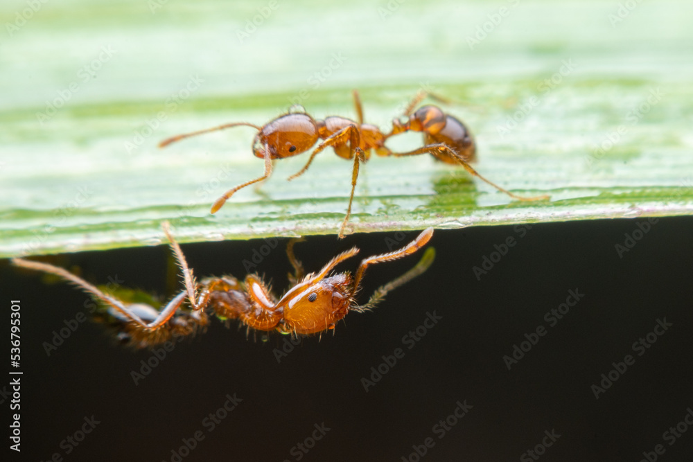 Ants like to find nectar on sugarcane leaves. Very small. If bitten, very painful. Ants like to find nectar on sugarcane leaves. Very small. If bitten, very painful.