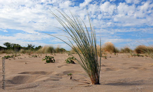 Slika na platnu desert landscape with sand dunes and shrubs withered