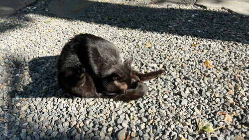境内の猫