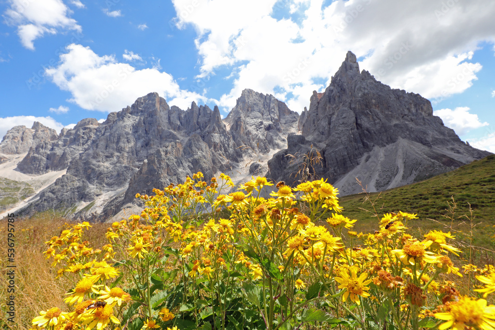 Yellow flowers of Arnica Montana and the mountains of the Dolomites in the Alps in Italy Yellow flowers of Arnica Montana and the mountains of the Dolomites in the Alps in Italy