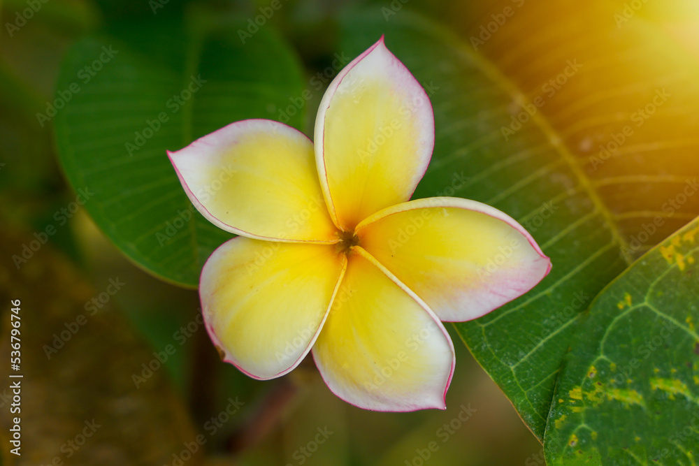 Fototapeta premium Frangipani flowers yellow. Commonly known as plumeria, Frangipani, Temple tree. The flowers are fragrant and are medicinal herbs used in combination with betel nut. It is used as a remedy for fever 