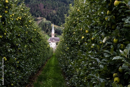 Durchblick auf eine Kirche in einer Apfelplantage im Vinschgau