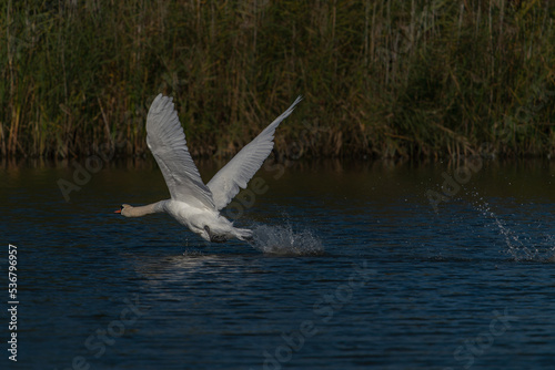 Beautiful Mute Swan (Cygnus olor) taking off from water. Gelderland in the Netherlands.                                                                                                     