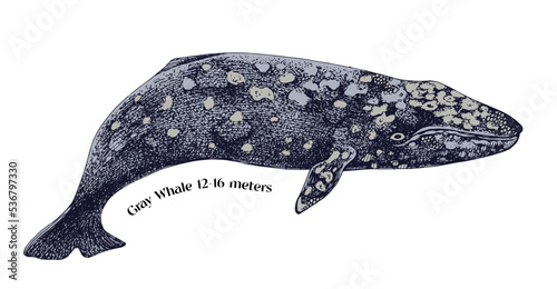 Gray whale hand draw illustration