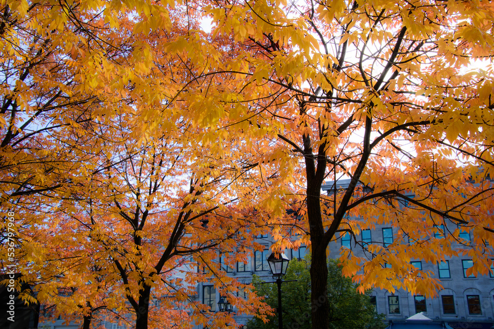 Magnificent autumn landscapes in Montreal, Canada in the province of Quebec Magnificent autumn landscapes in Montreal, Canada in the province of Quebec