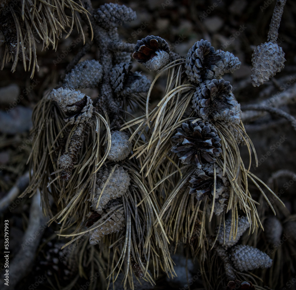 Withered Pinecones
