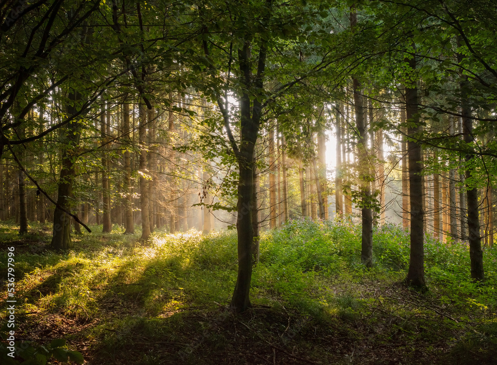 Obraz premium Sommerlicher Mischwald am Morgen mit diesigem Sonnenlicht durch die Bäume 