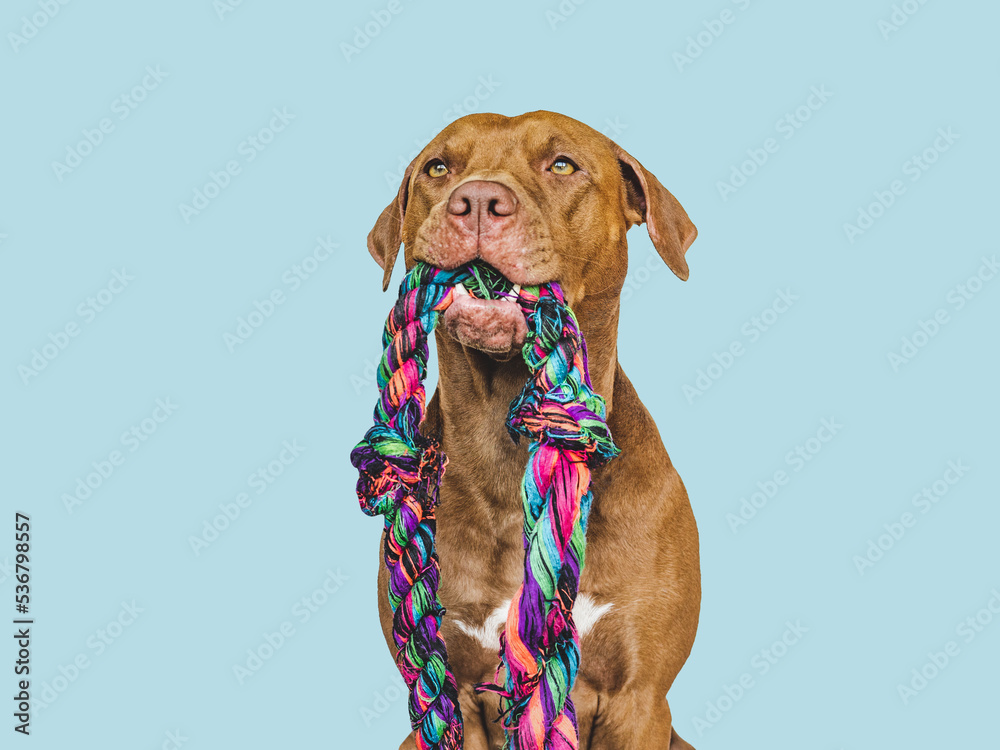 Lovable, pretty puppy and a play rope. Close-up, indoors. Studio photo. Concept of care, education, obedience training and raising pet