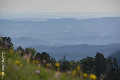 trees and mountains