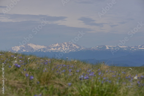 flowers and mountains