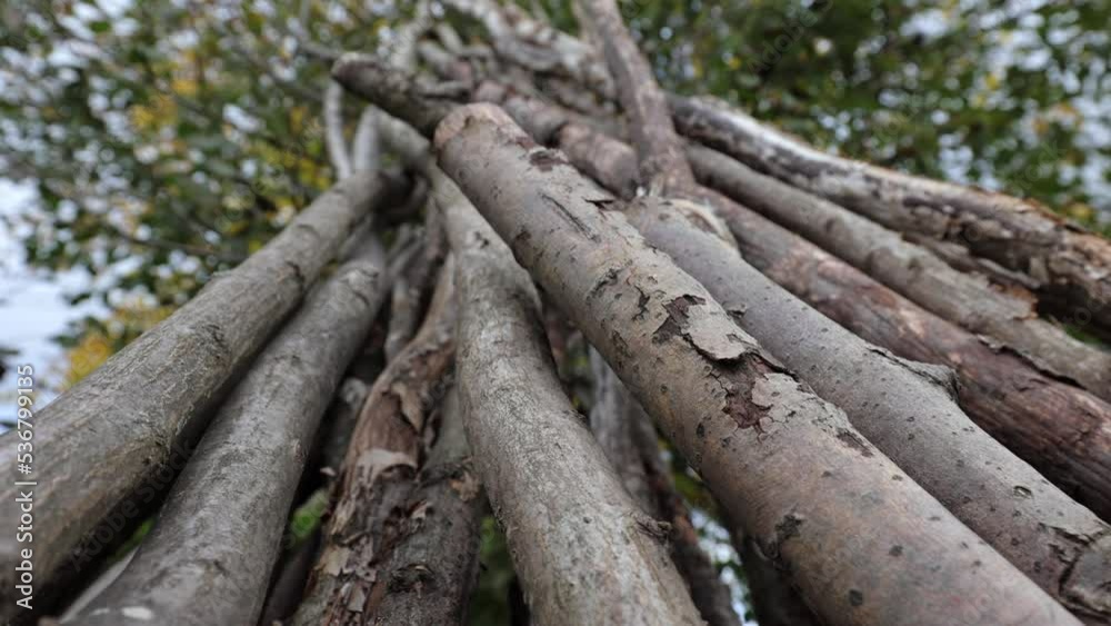 Old trees are piled up, beans are grown on them Old trees are piled up, beans are grown on them