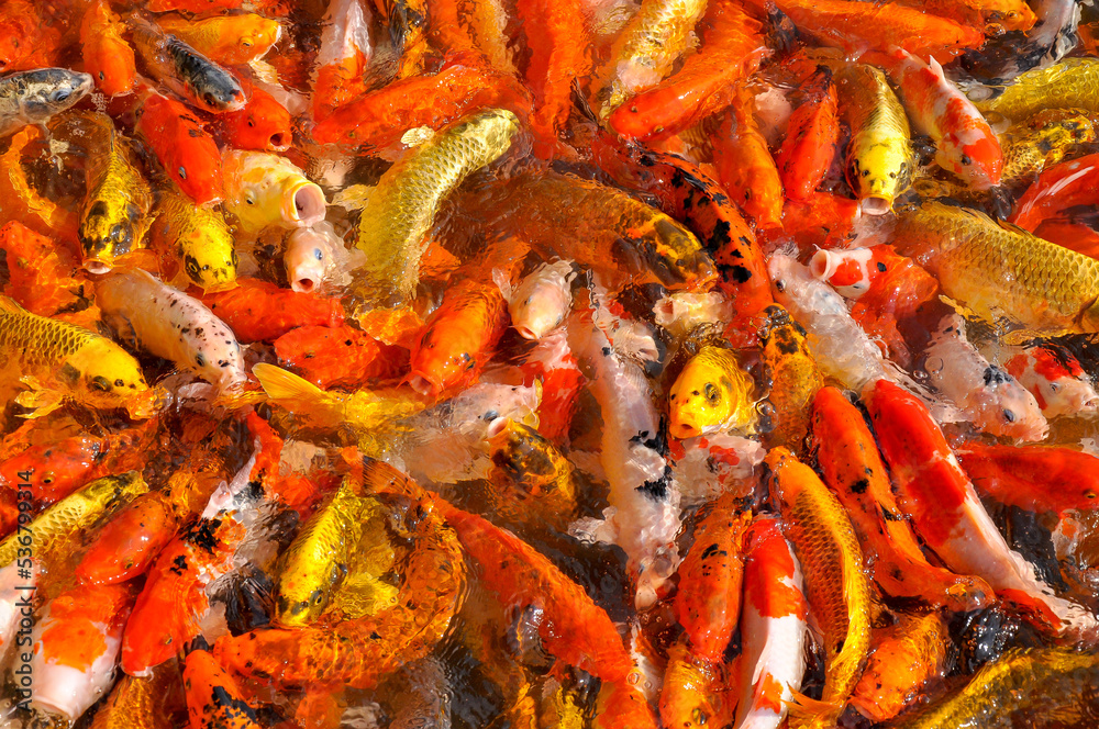 Koi fish carp crowded in pond. Top view close up Koi fish carp crowded in pond. Top view close up