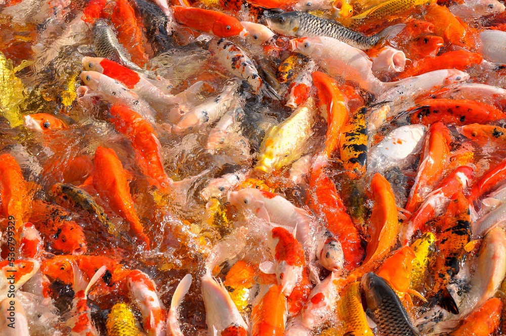 Koi fish carp crowded in pond. Top view close up Koi fish carp crowded in pond. Top view close up