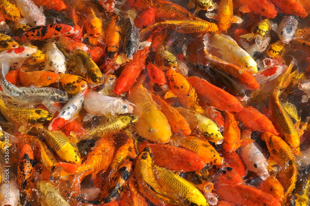 Koi fish carp crowded in pond. Top view close up