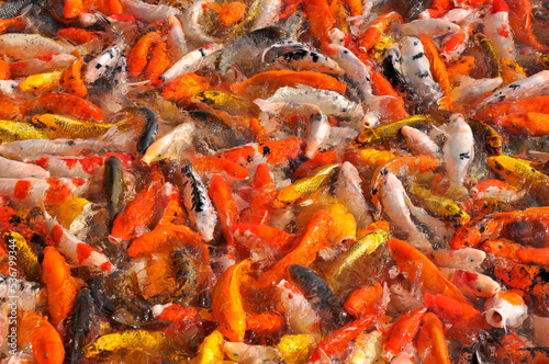 Koi fish carp crowded in pond. Top view close up