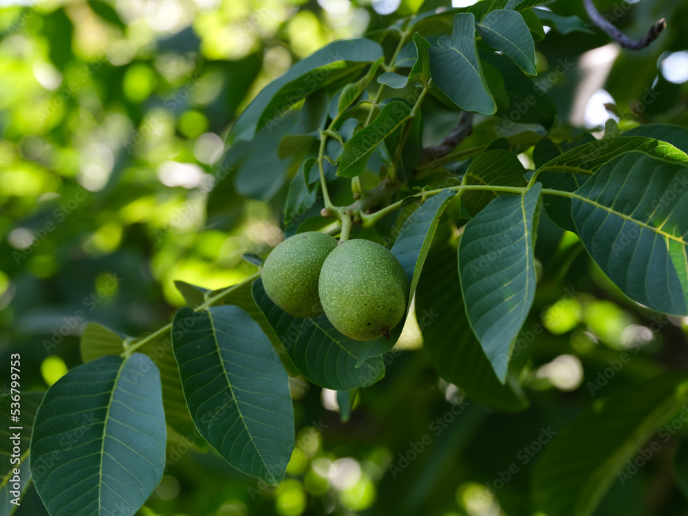 Two green walnuts growing on the tree Two green walnuts growing on the tree