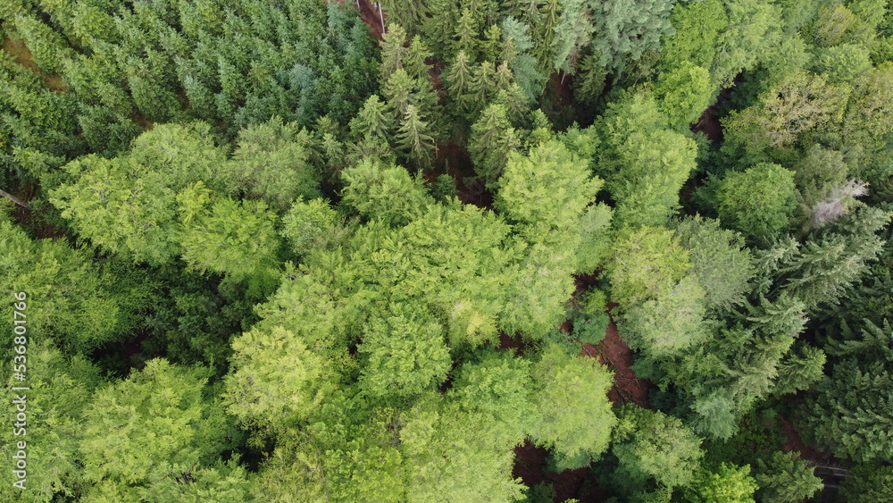 droneview of forrest from above