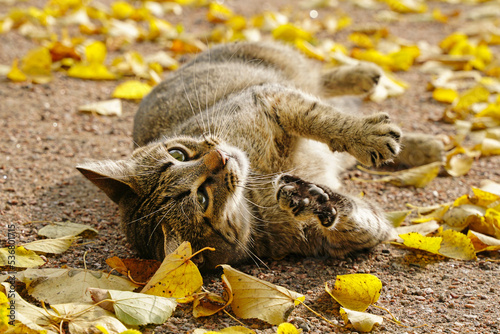 Fototapeta Naklejka Na Ścianę i Meble -  Gray cat lies in yellow autumn leaves